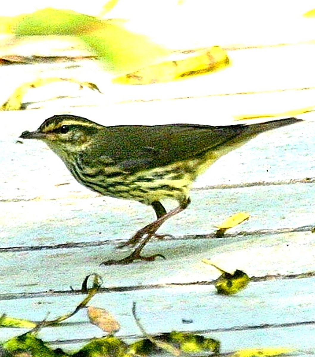 Northern Waterthrush - ML645687206