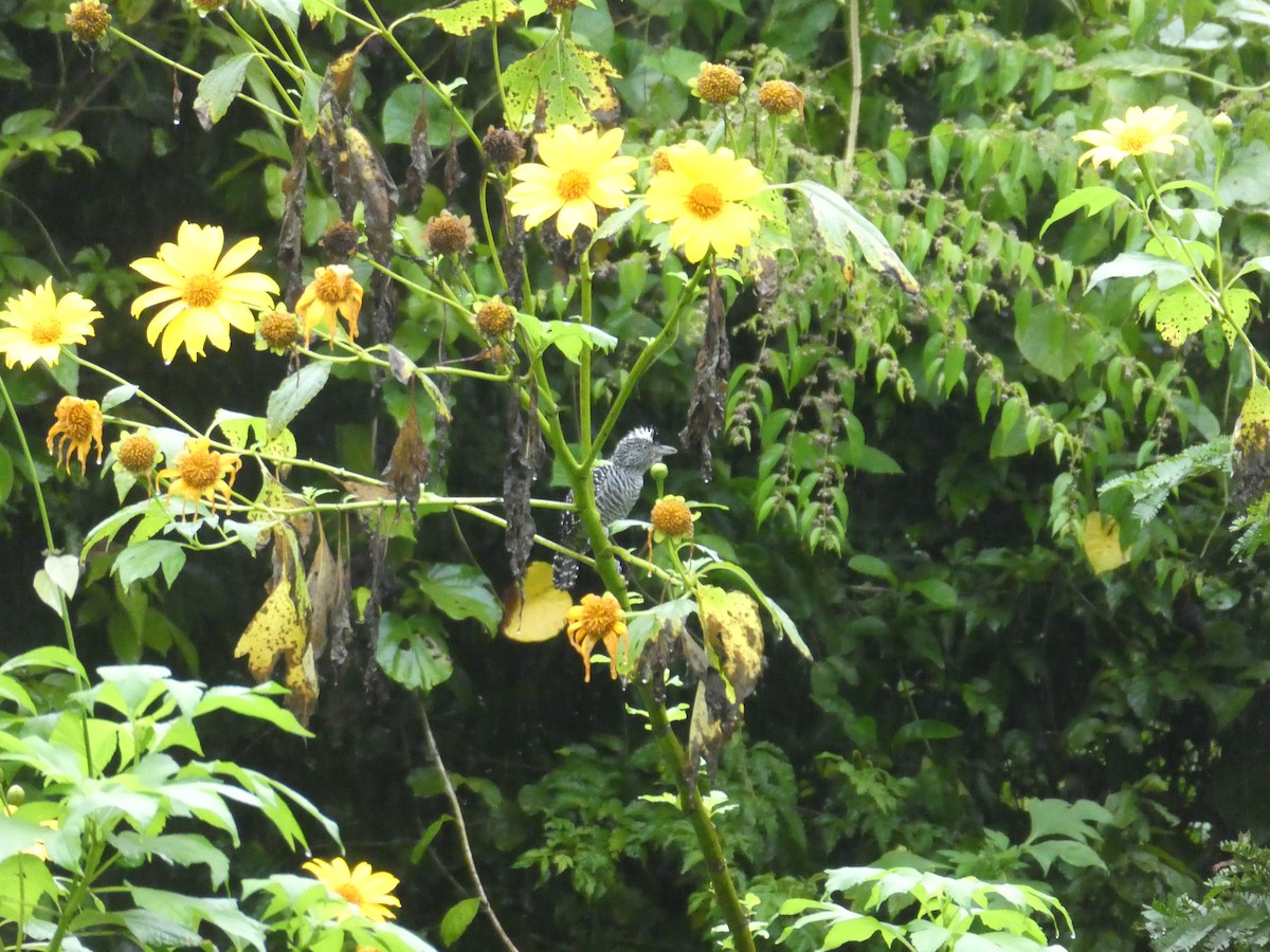 Batará Barrado - ML645687207