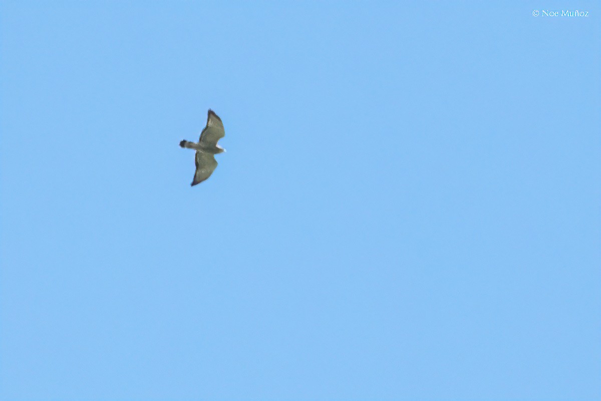 Broad-winged Hawk - ML645687208