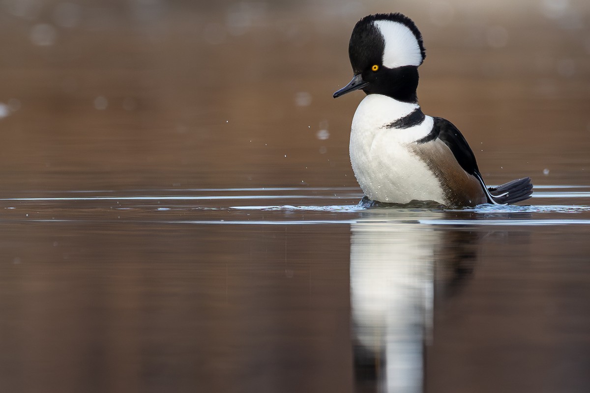 Hooded Merganser - ML645687211