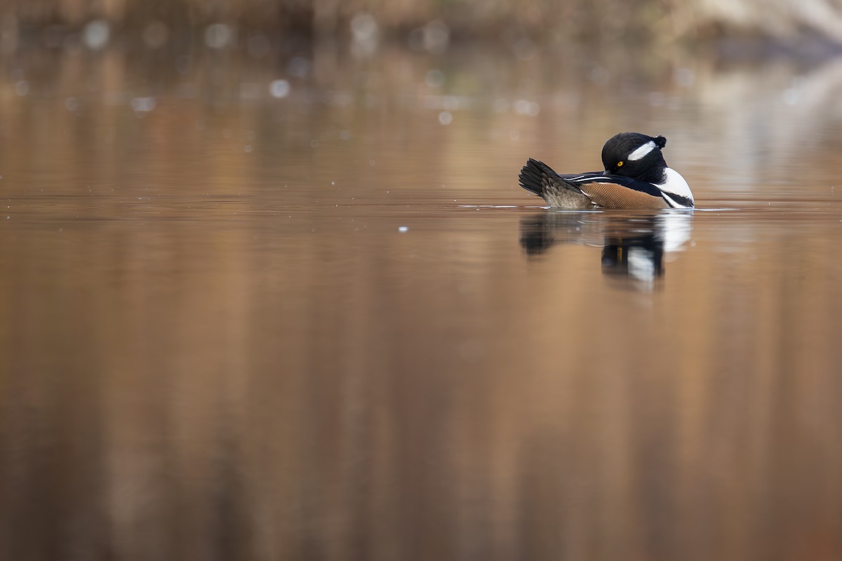 Hooded Merganser - ML645687212