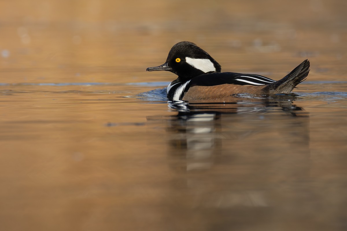 Hooded Merganser - ML645687213