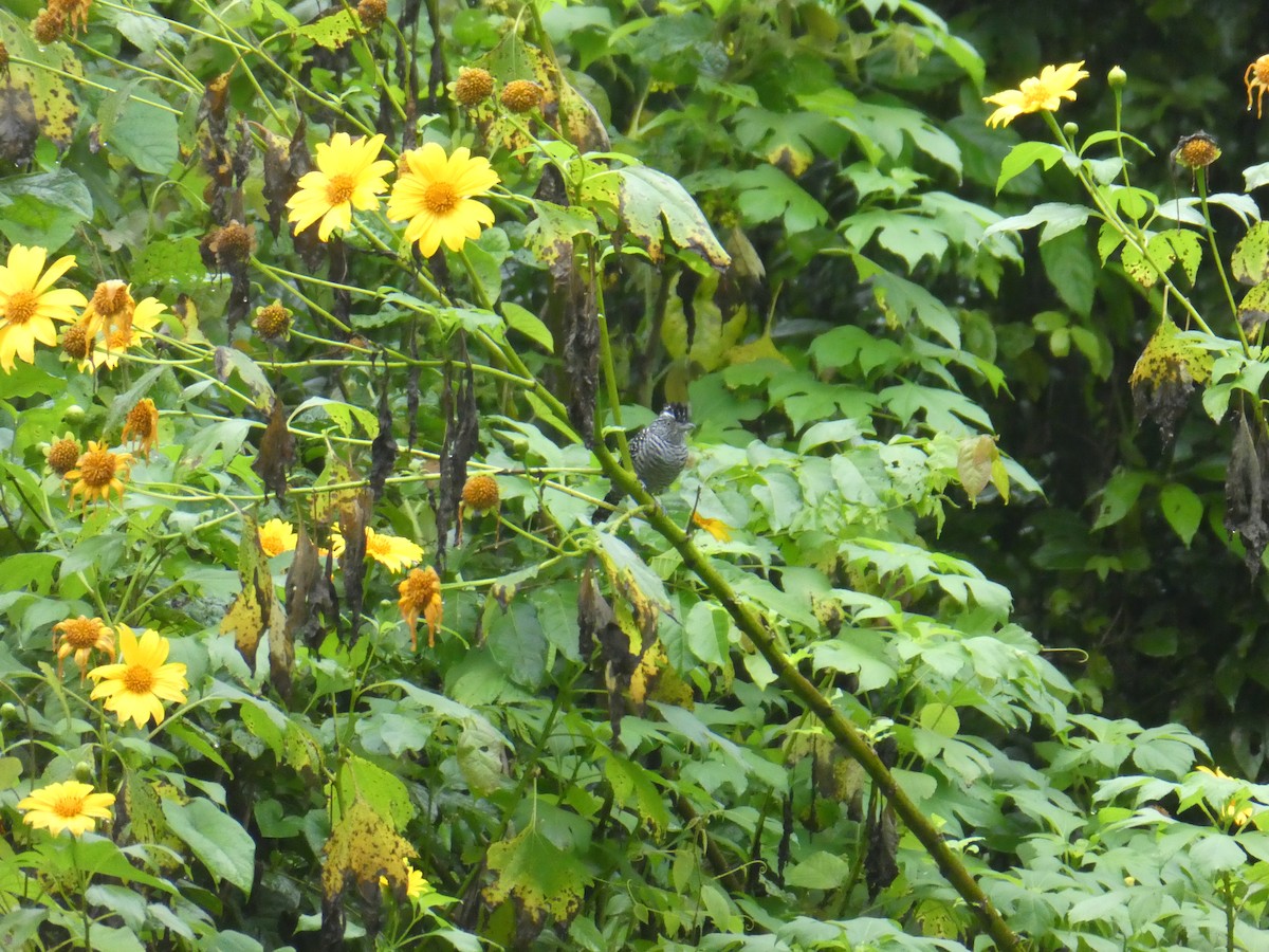 Batará Barrado - ML645687228