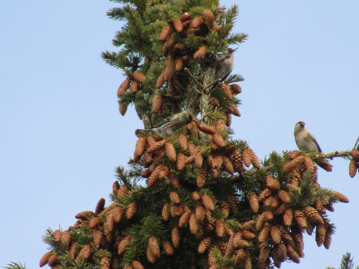 Redpoll - ML645687232