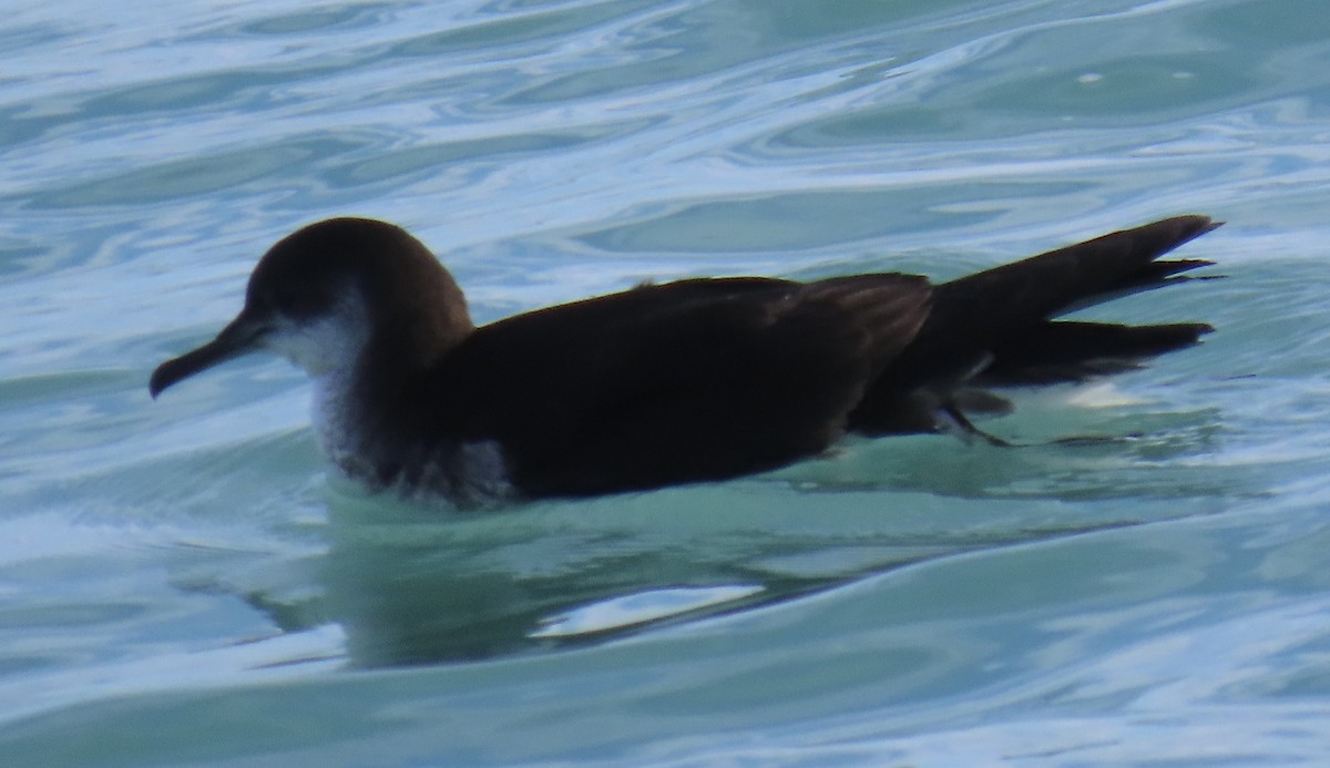 Puffin des Anglais - ML645687233