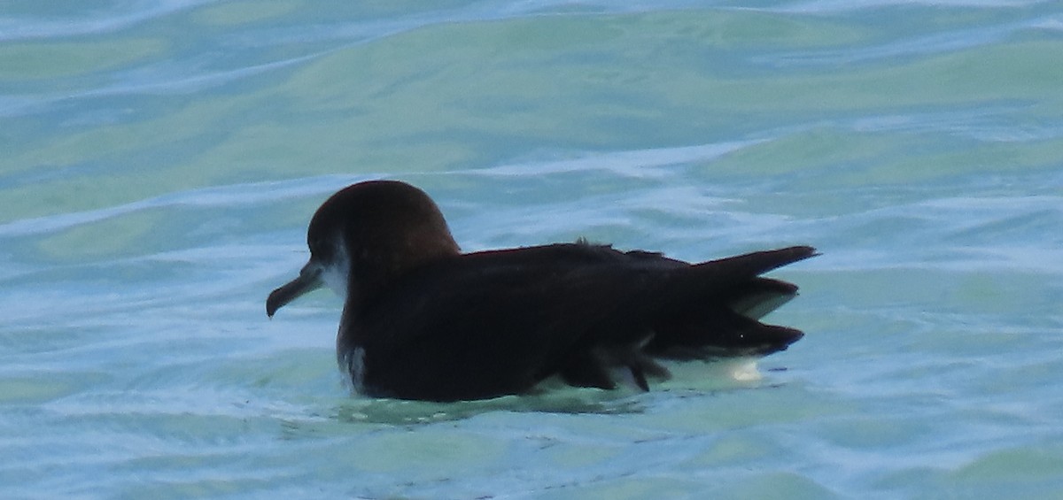 Puffin des Anglais - ML645687234