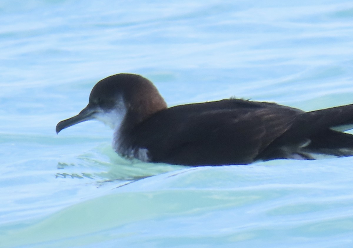 Puffin des Anglais - ML645687235