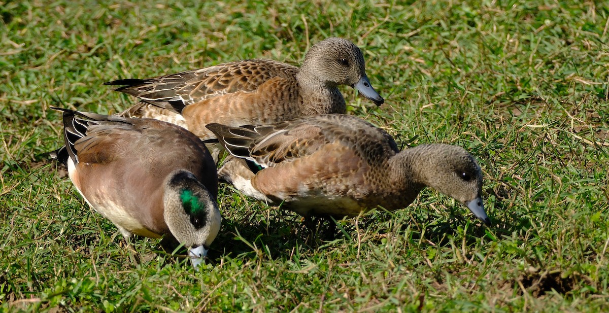 American Wigeon - ML645687239
