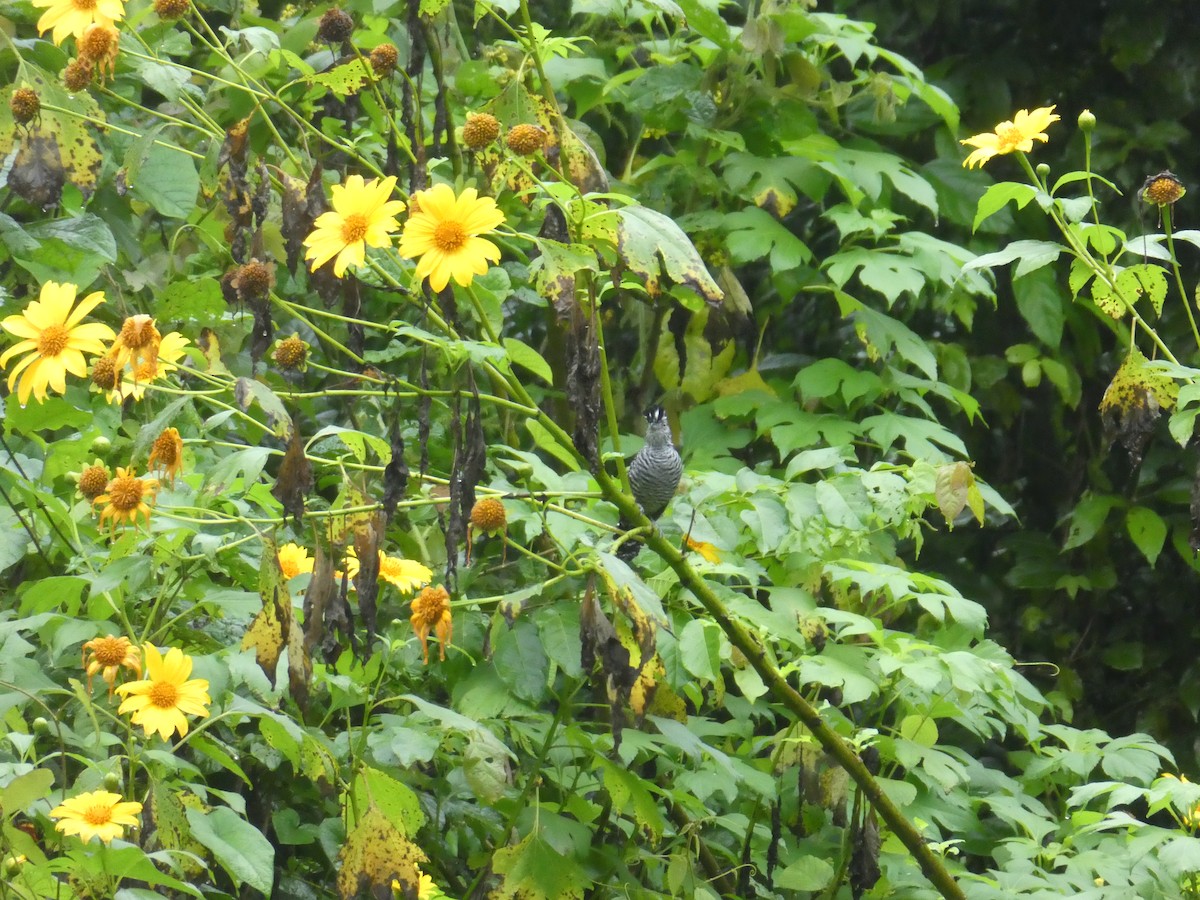 Batará Barrado - ML645687241