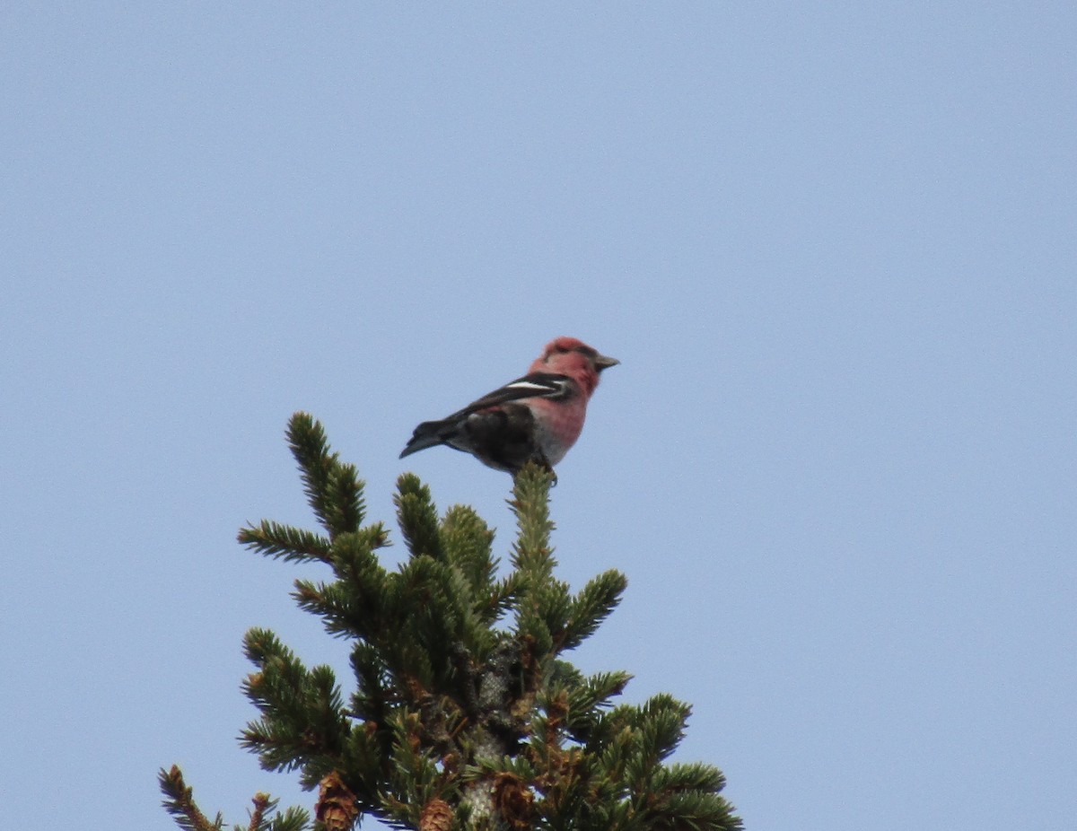 křivka bělokřídlá (ssp. leucoptera) - ML645687243