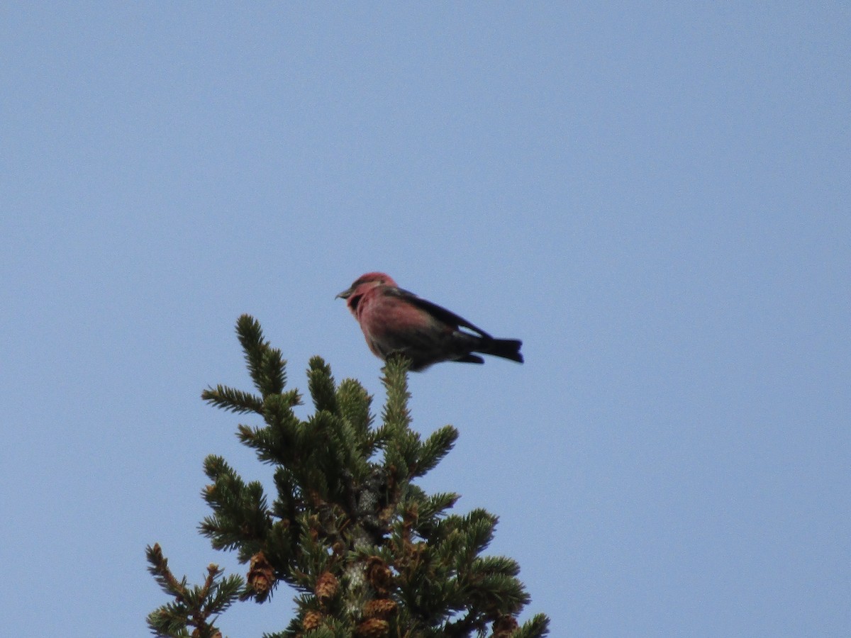 křivka bělokřídlá (ssp. leucoptera) - ML645687244