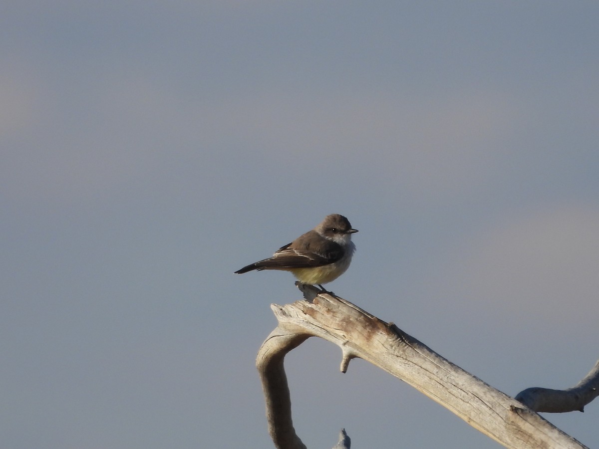 Vermilion Flycatcher - ML645687250