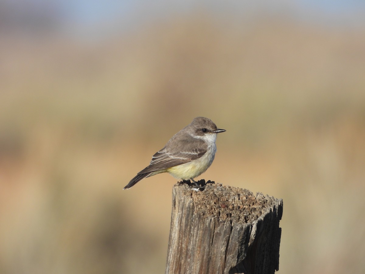 Vermilion Flycatcher - ML645687251