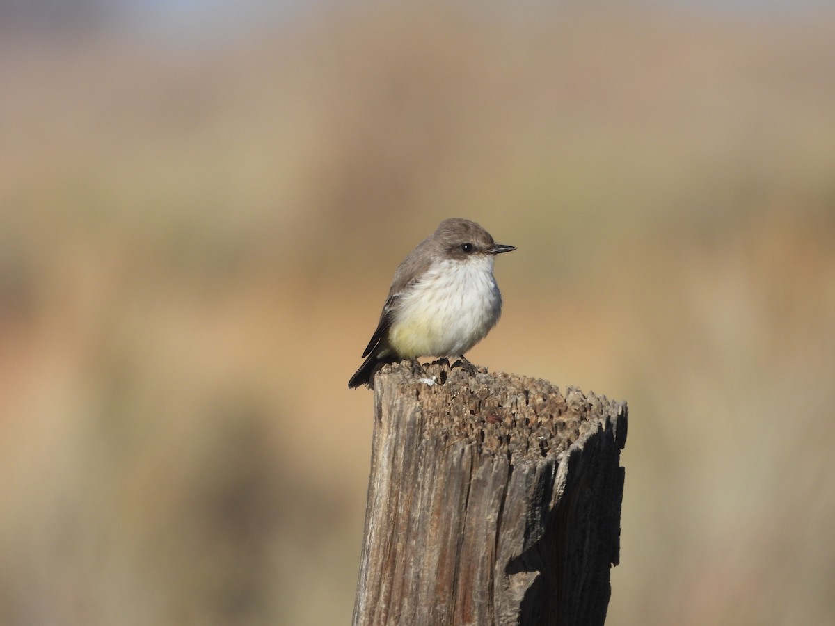 Vermilion Flycatcher - ML645687252
