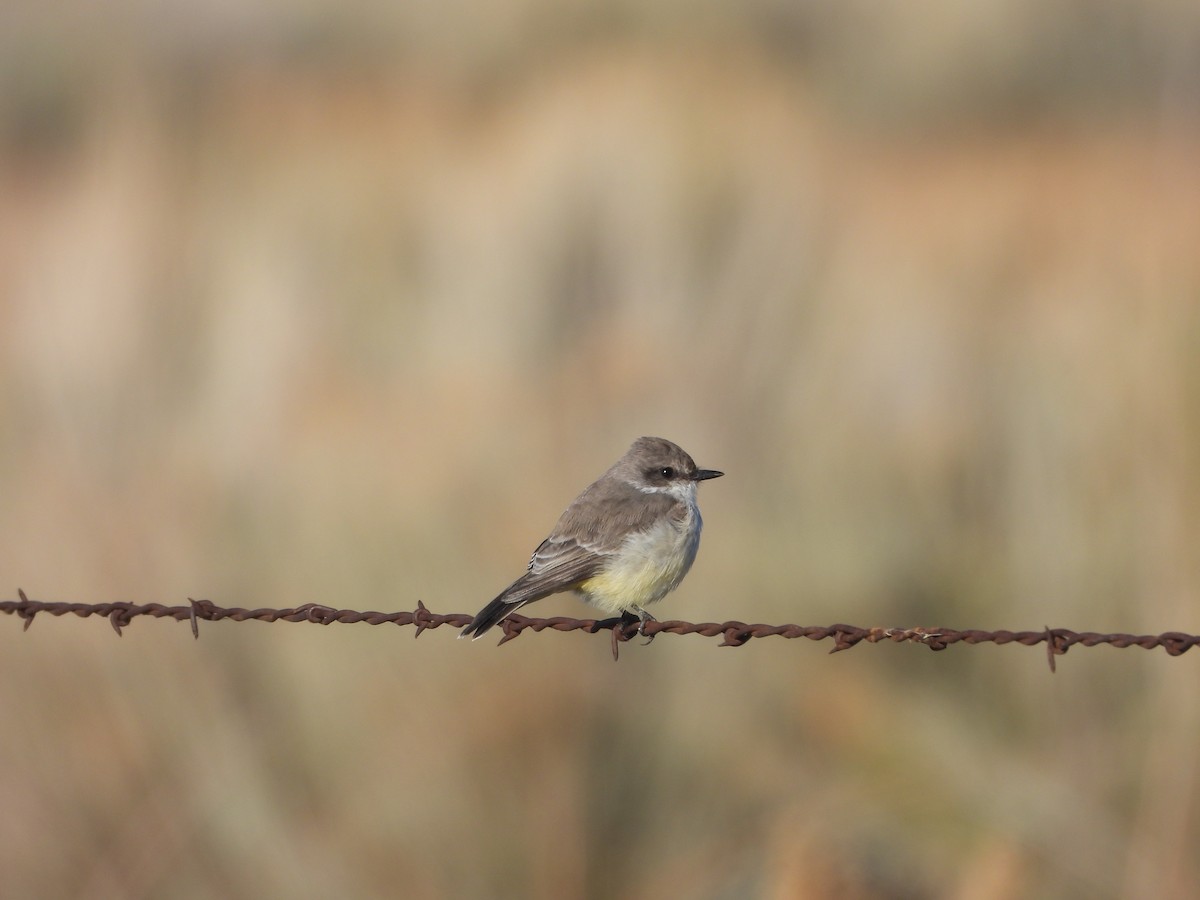 Vermilion Flycatcher - ML645687254
