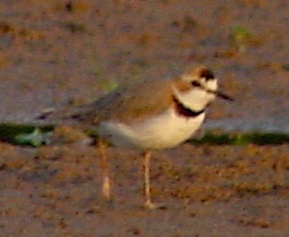 Collared Plover - ML645687256