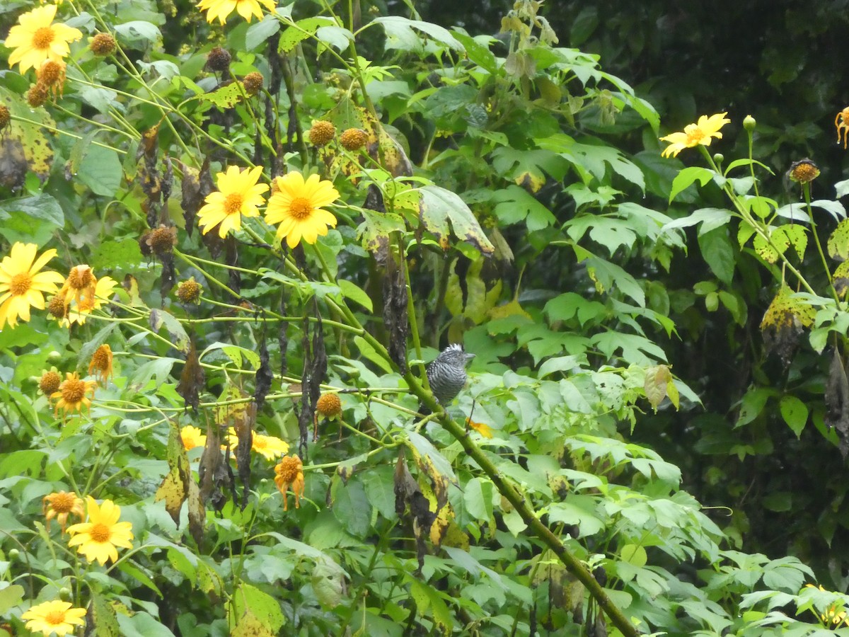 Batará Barrado - ML645687261