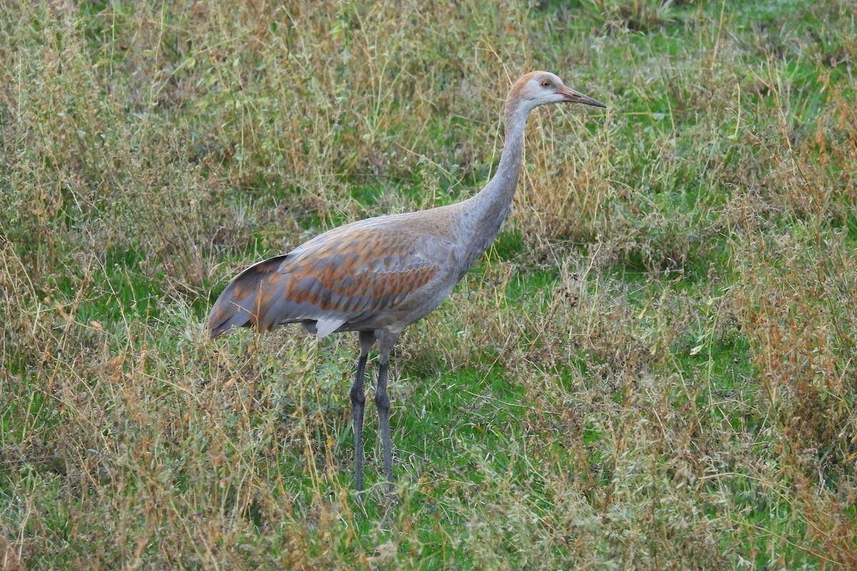 Sandhill Crane - ML645687263