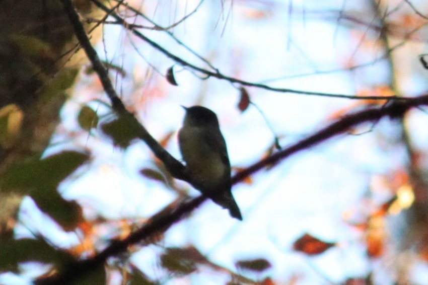 Eastern Phoebe - ML645687265