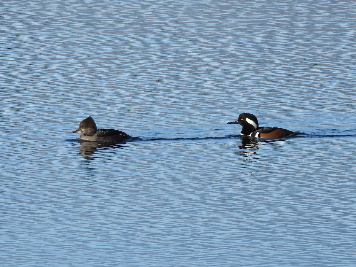 Hooded Merganser - ML645687269