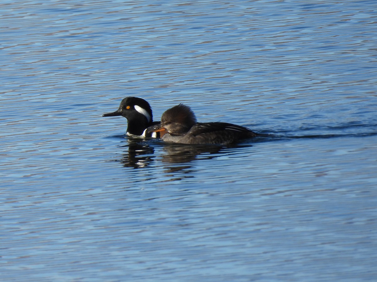 Hooded Merganser - ML645687270