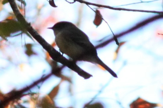 Eastern Phoebe - ML645687271