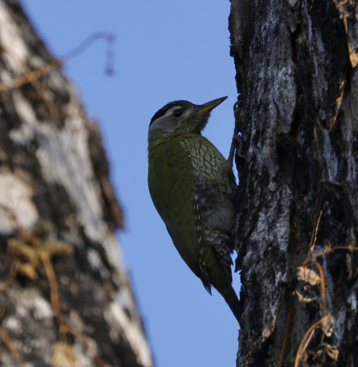 Streak-throated Woodpecker - ML645687277