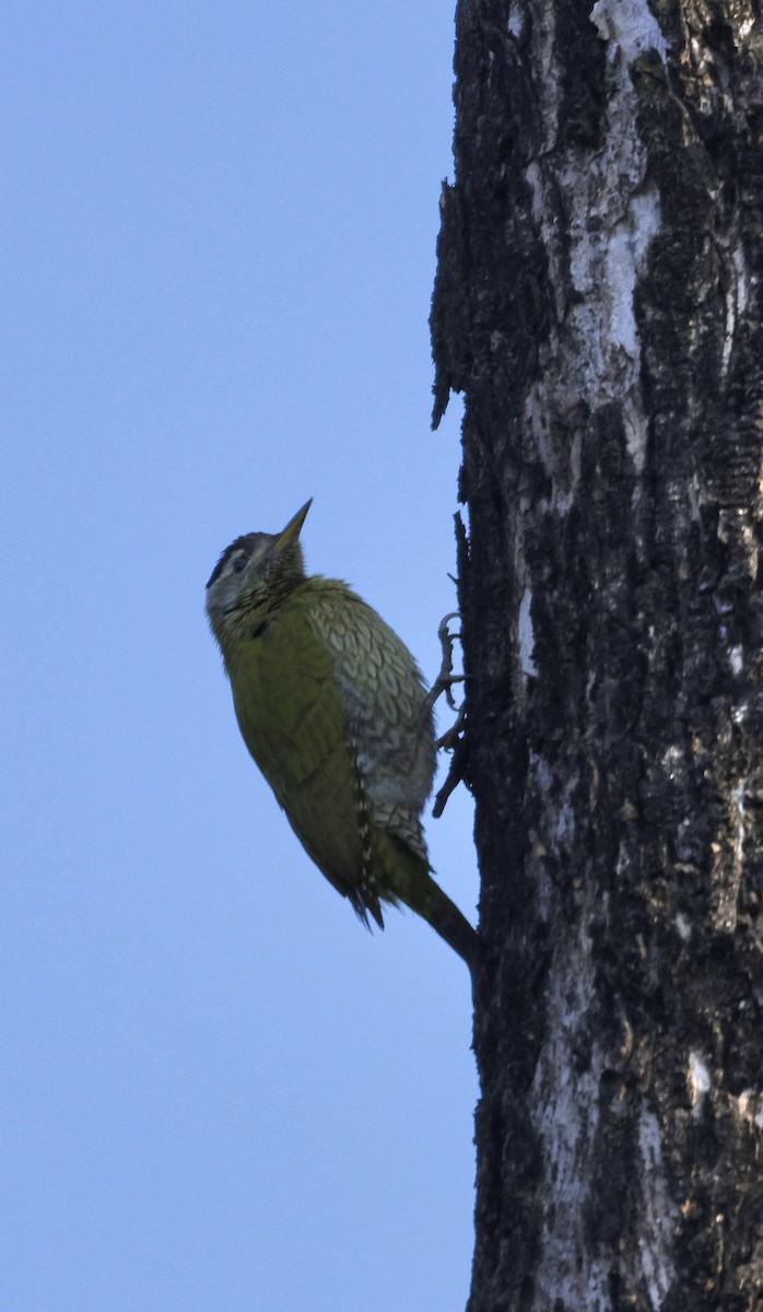 Streak-throated Woodpecker - ML645687278