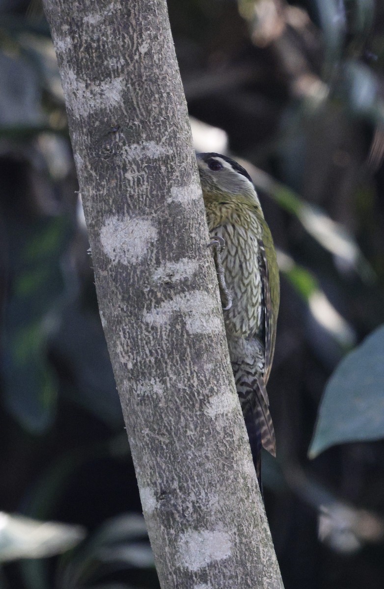 Streak-throated Woodpecker - ML645687280