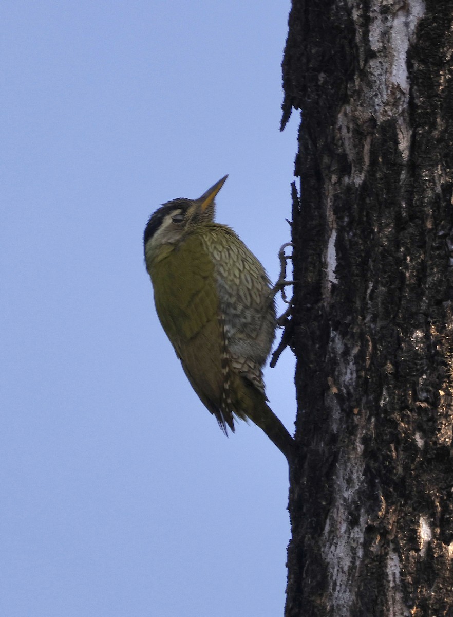 Streak-throated Woodpecker - ML645687281