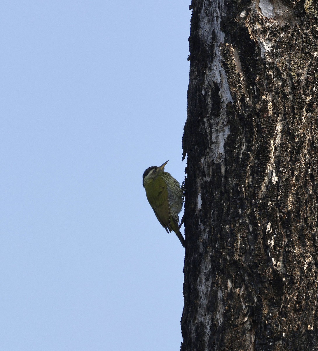 Streak-throated Woodpecker - ML645687282