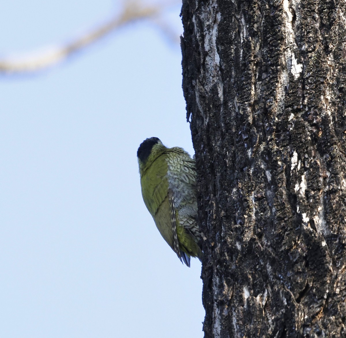 Streak-throated Woodpecker - ML645687283