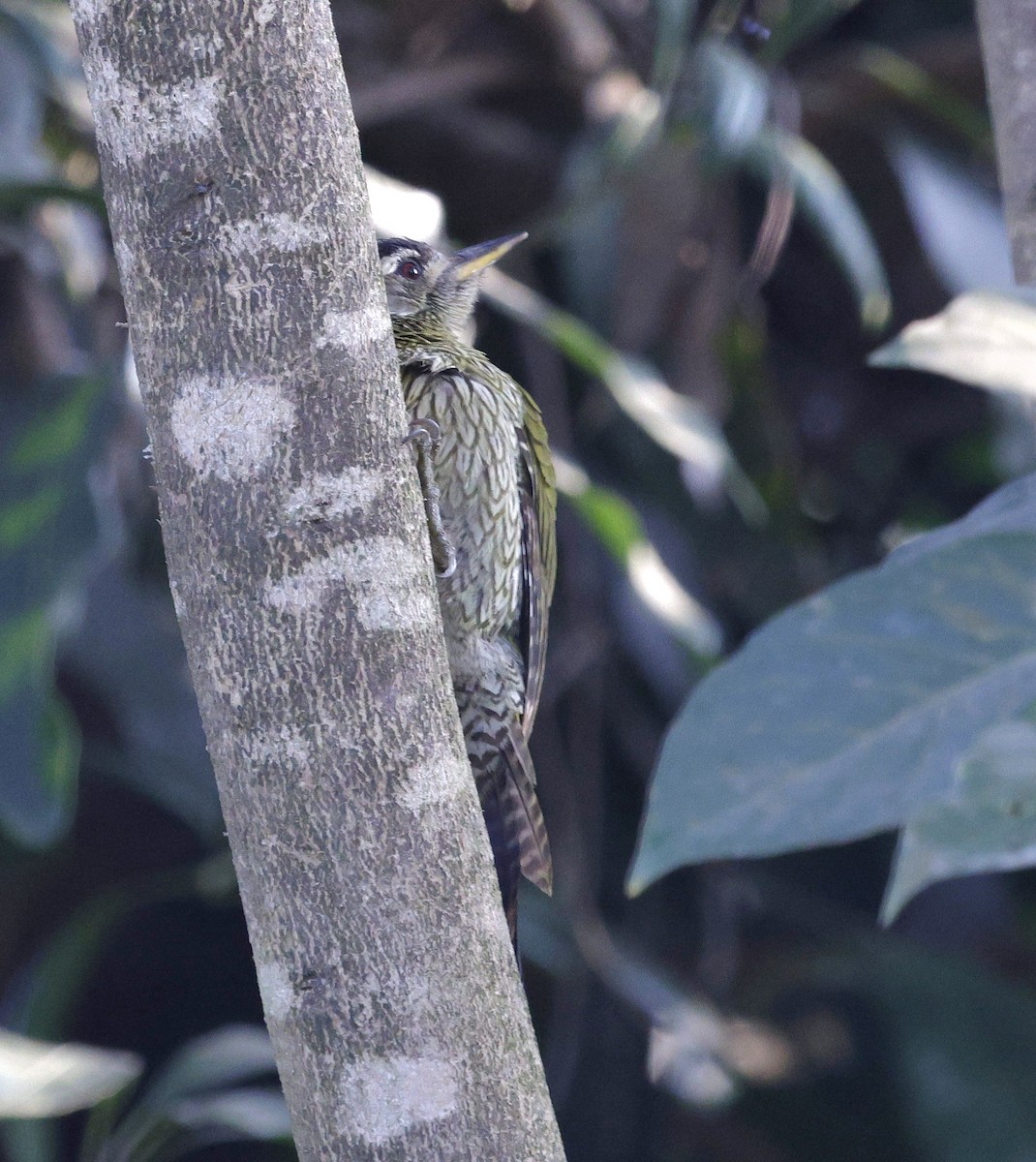 Streak-throated Woodpecker - ML645687284