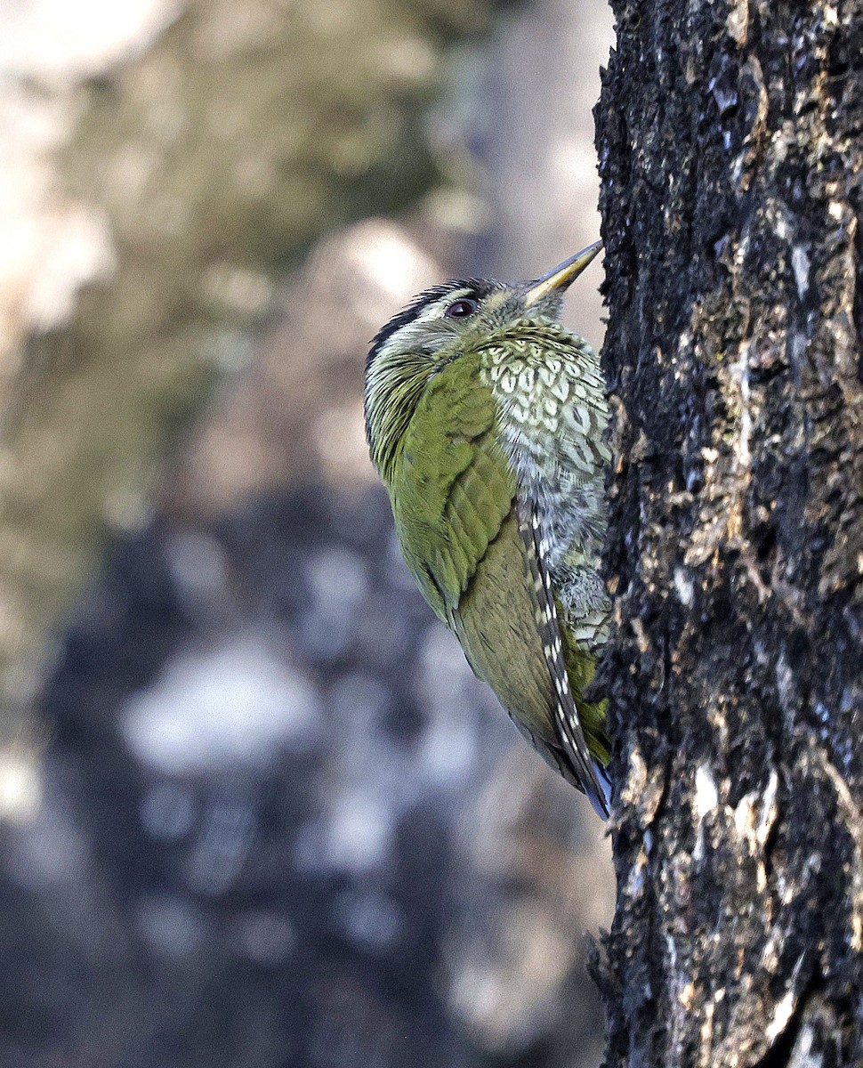 Streak-throated Woodpecker - ML645687285