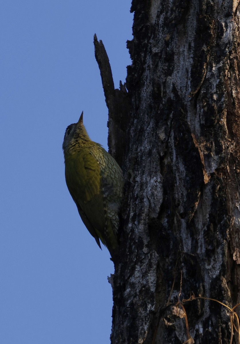 Streak-throated Woodpecker - ML645687286