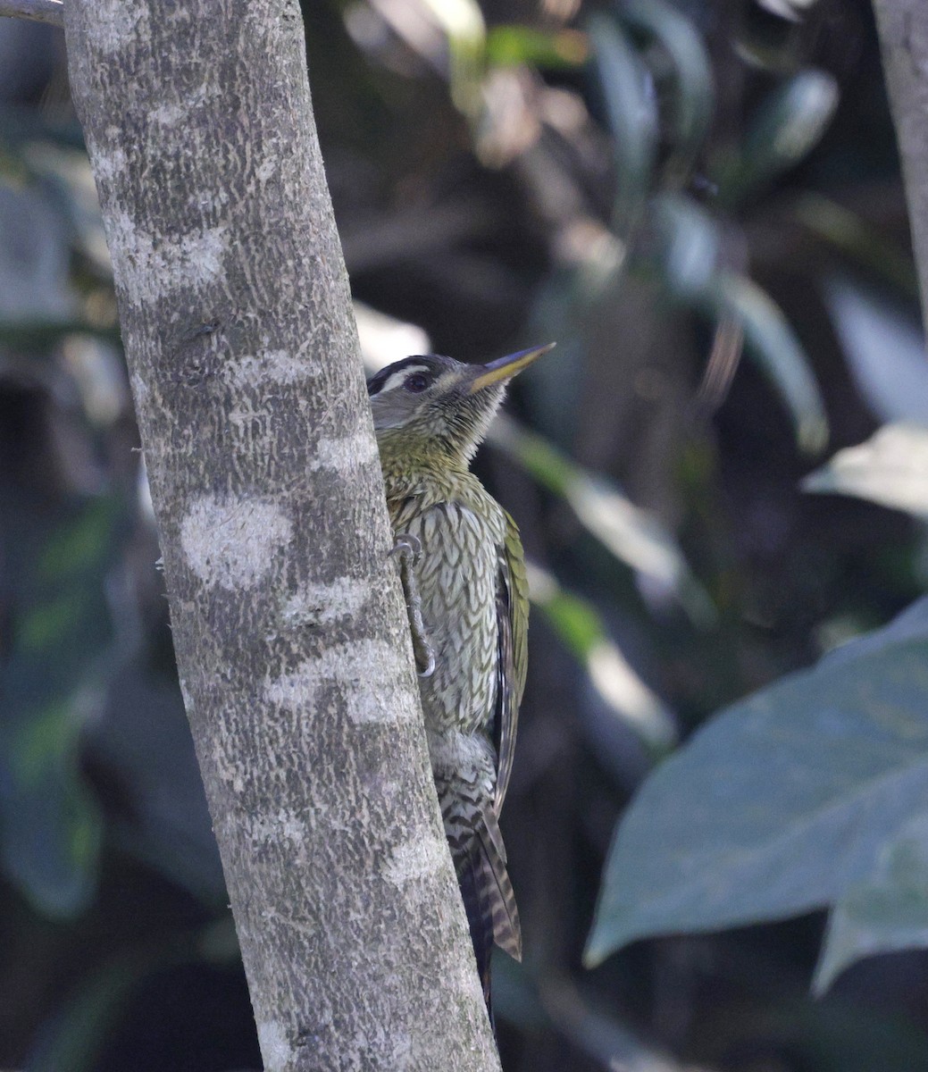 Streak-throated Woodpecker - ML645687287