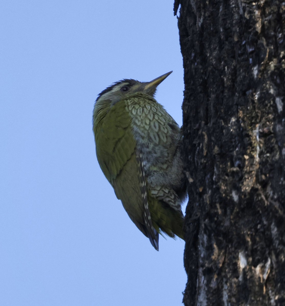 Streak-throated Woodpecker - ML645687288