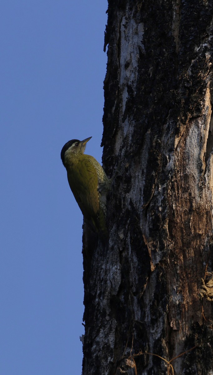 Streak-throated Woodpecker - ML645687289