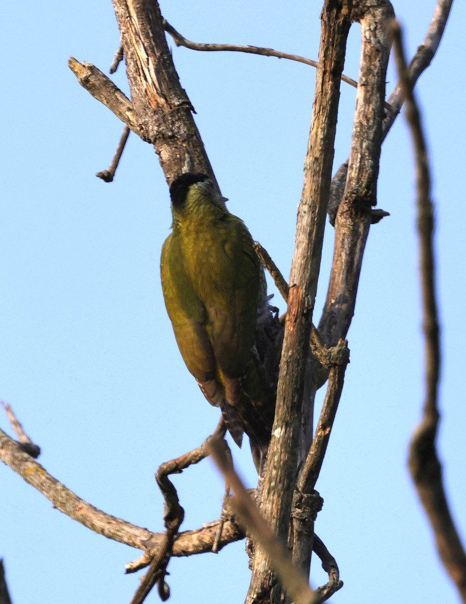 Streak-throated Woodpecker - ML645687290