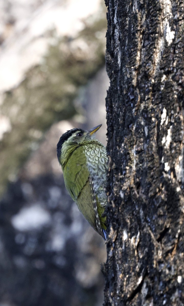 Streak-throated Woodpecker - ML645687291