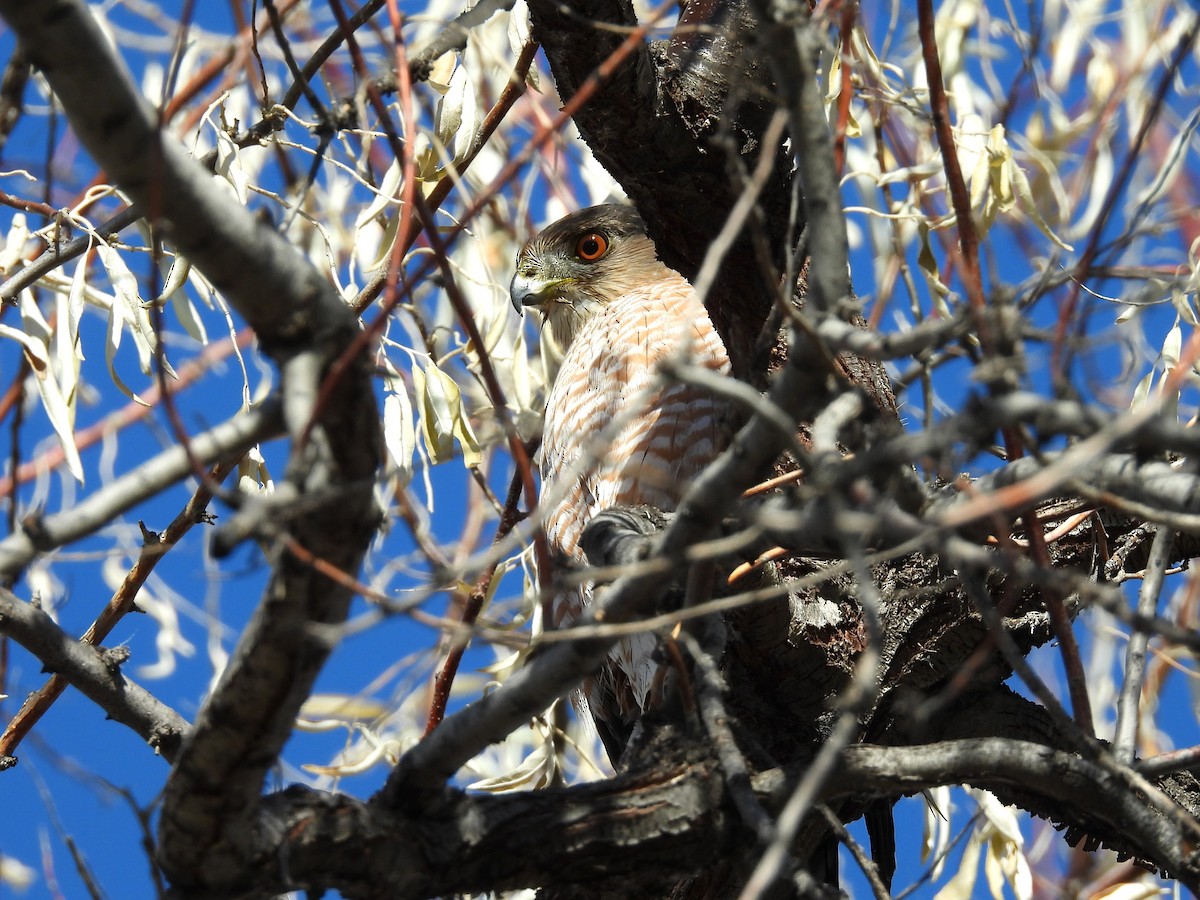 Cooper's Hawk - ML645687295