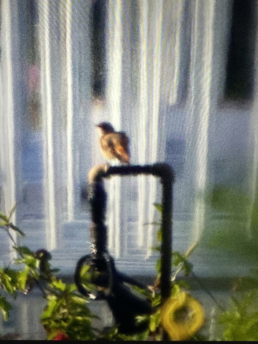 Daurian Redstart - ML645687300