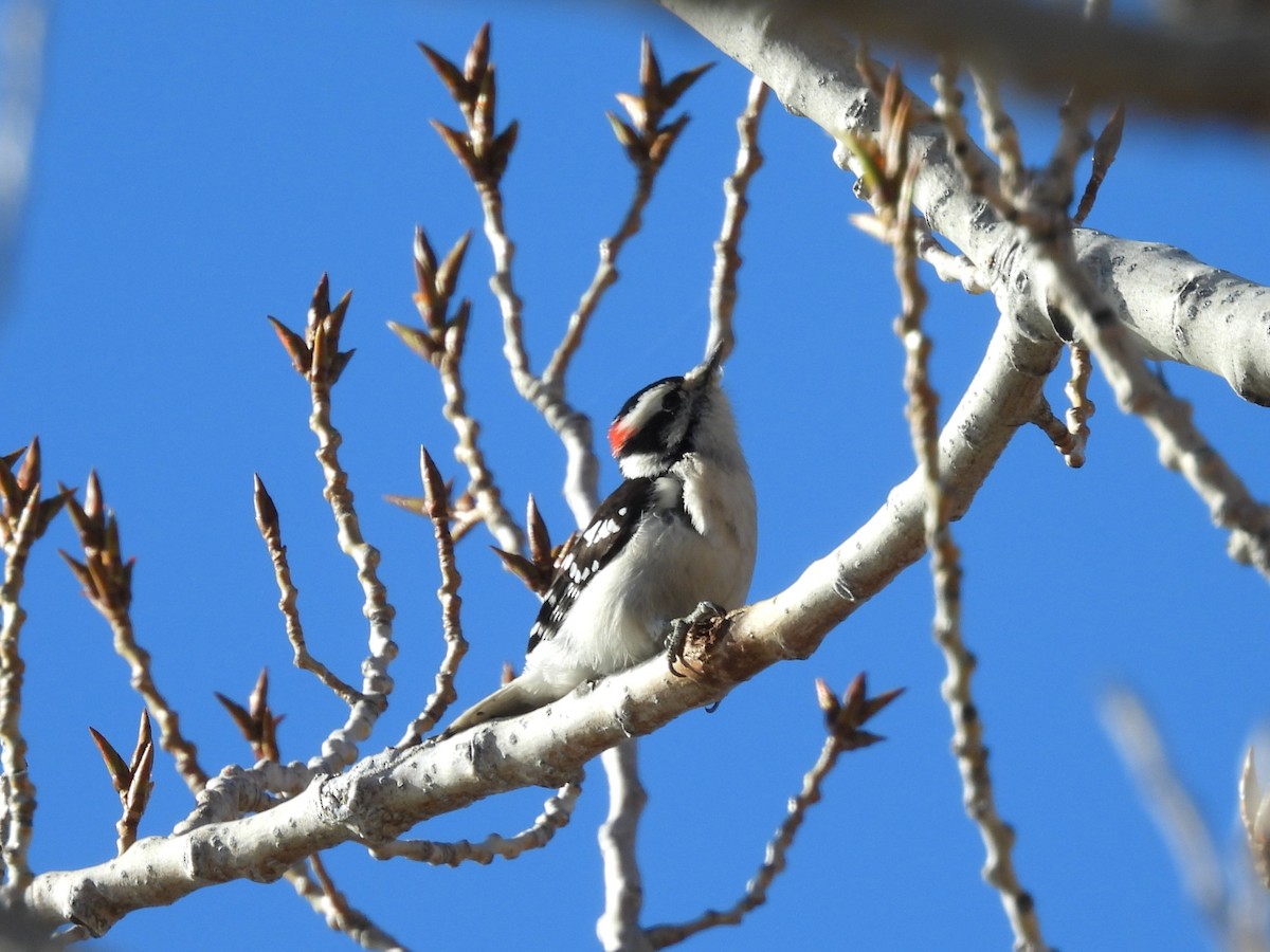 Downy Woodpecker - ML645687307