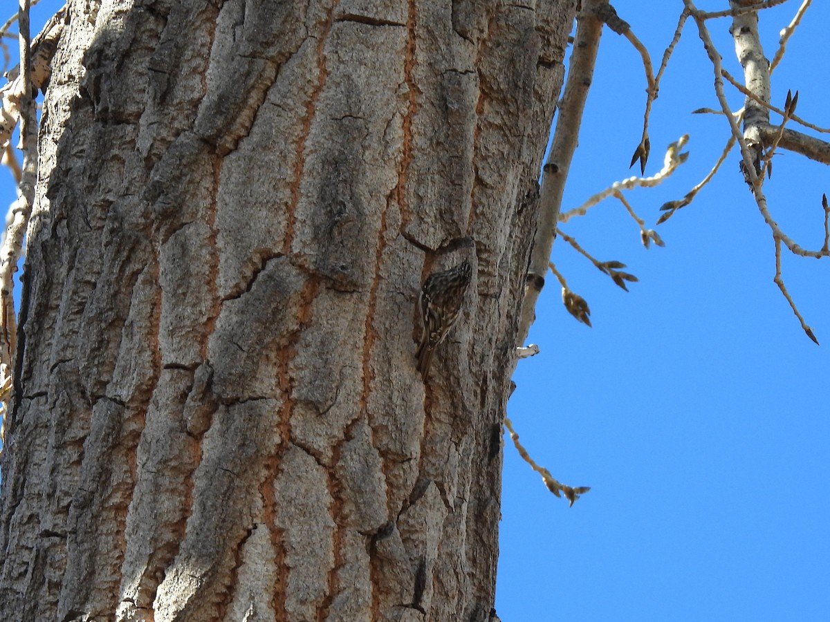 Brown Creeper - ML645687313