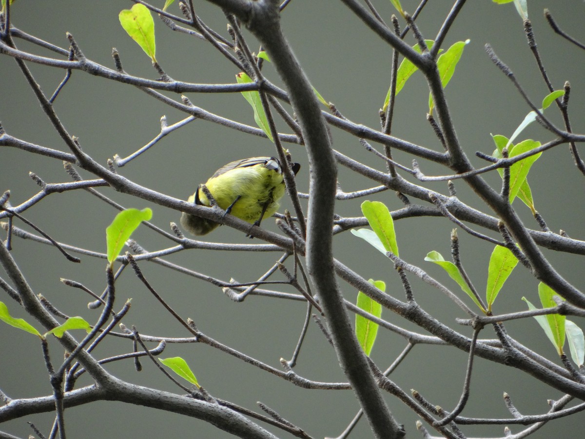 Ornate Sunbird - ML645687320