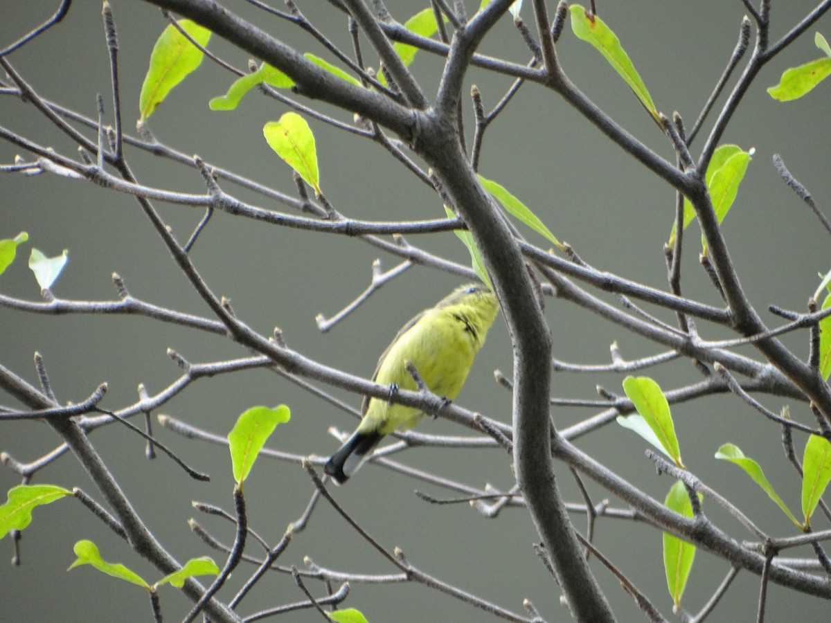 Ornate Sunbird - ML645687321