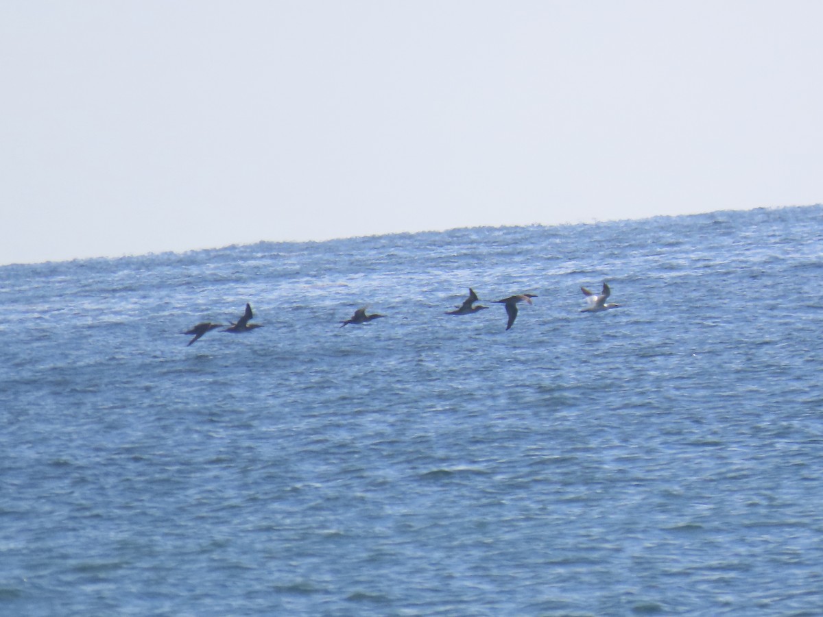 Northern Gannet - ML645687322