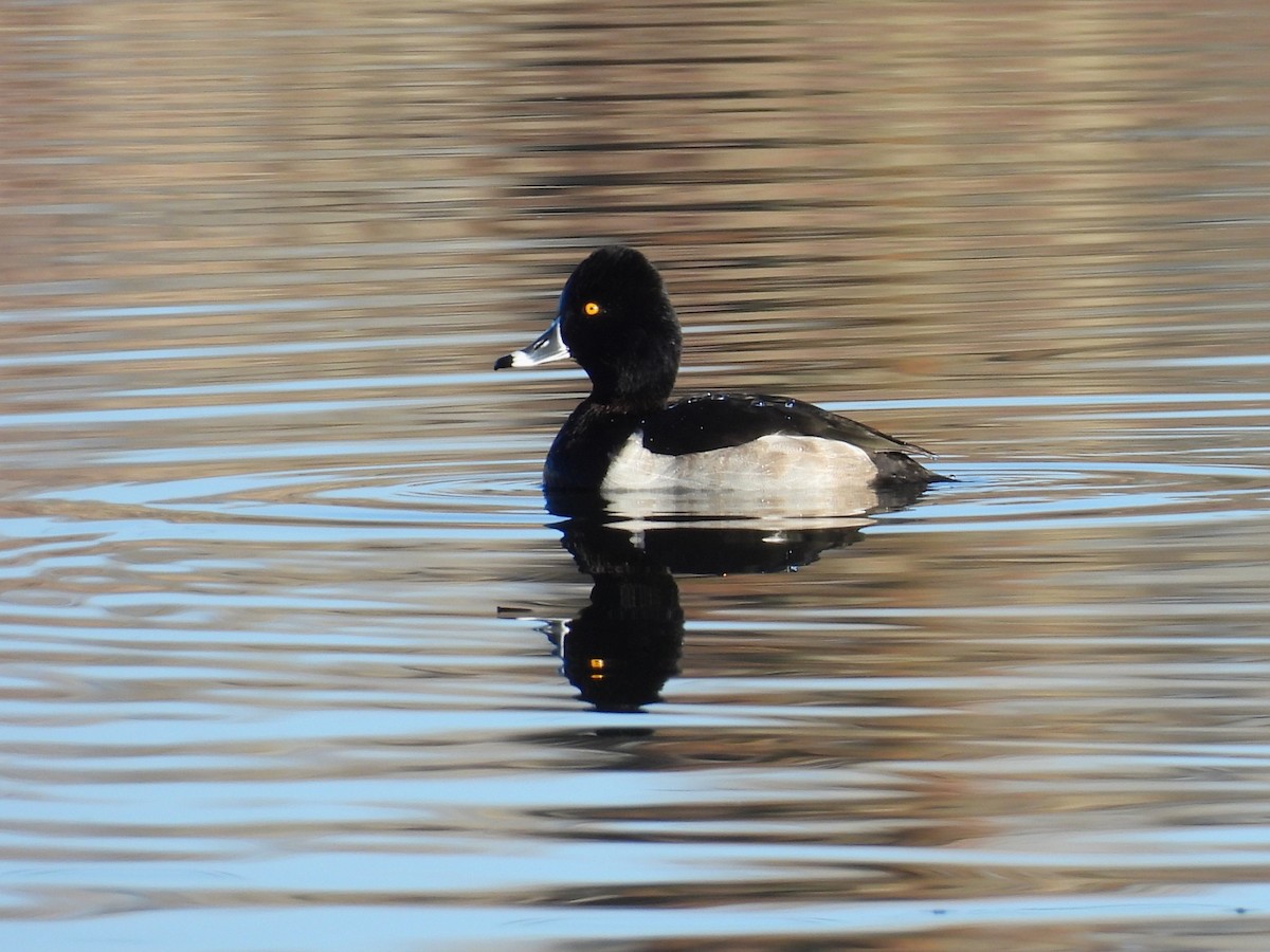 Ring-necked Duck - ML645687328