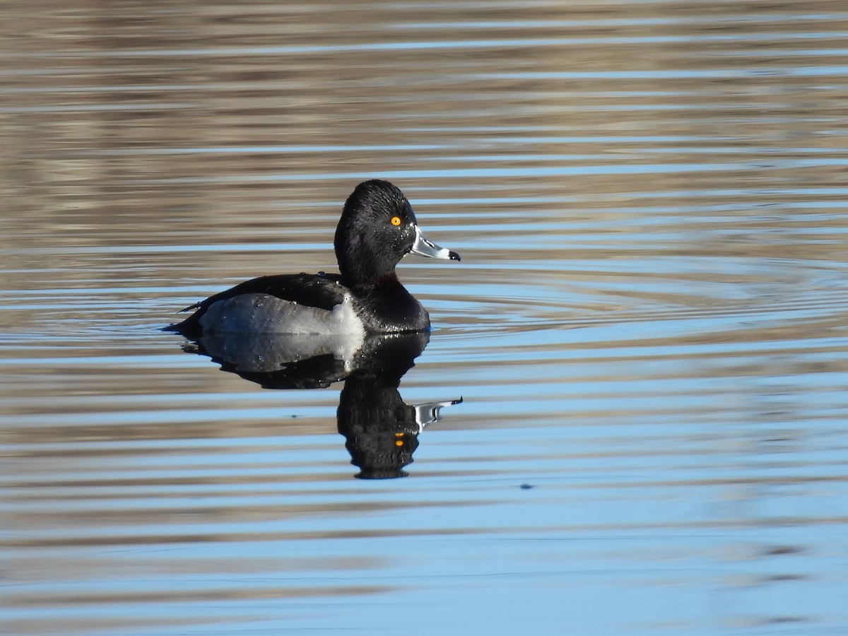 Ring-necked Duck - ML645687329