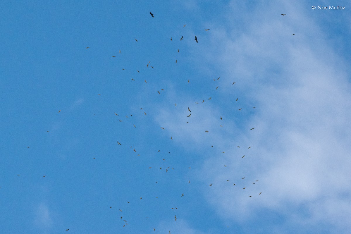 Broad-winged Hawk - ML645687334